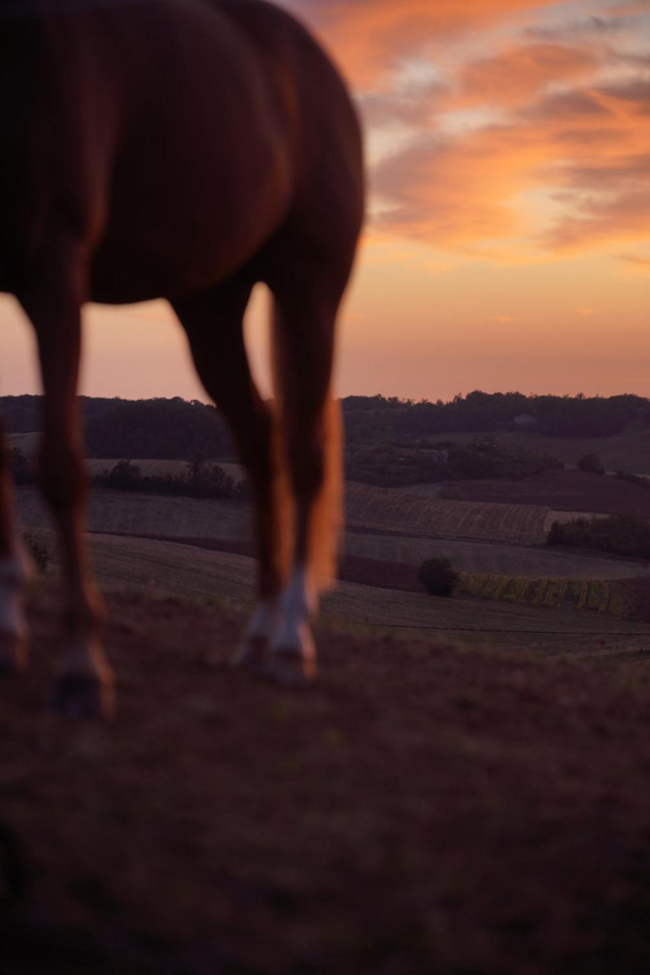 Logement Entier De Charme, Gite Equestre Gers Flamarens المظهر الخارجي الصورة