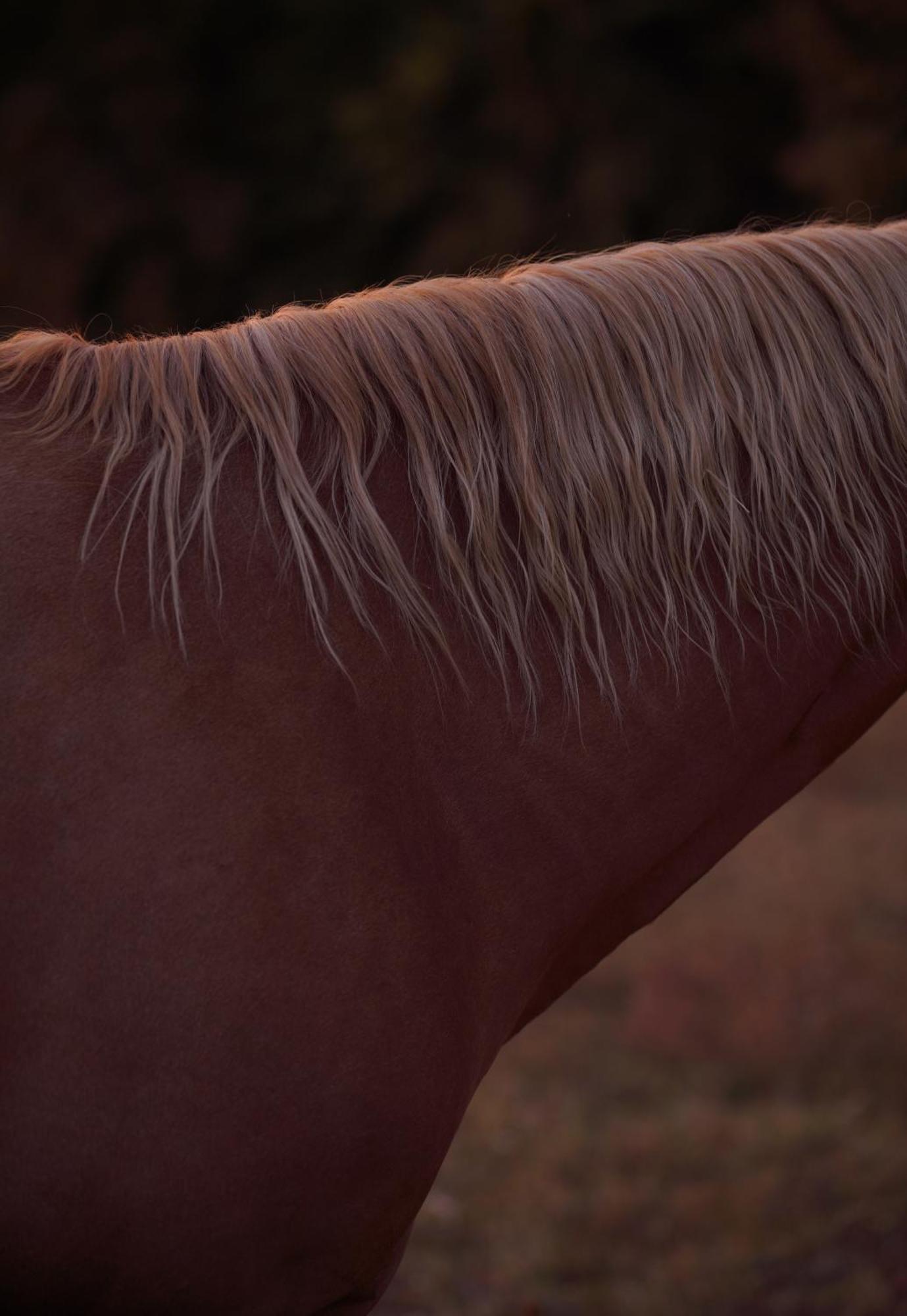 Logement Entier De Charme, Gite Equestre Gers Flamarens المظهر الخارجي الصورة