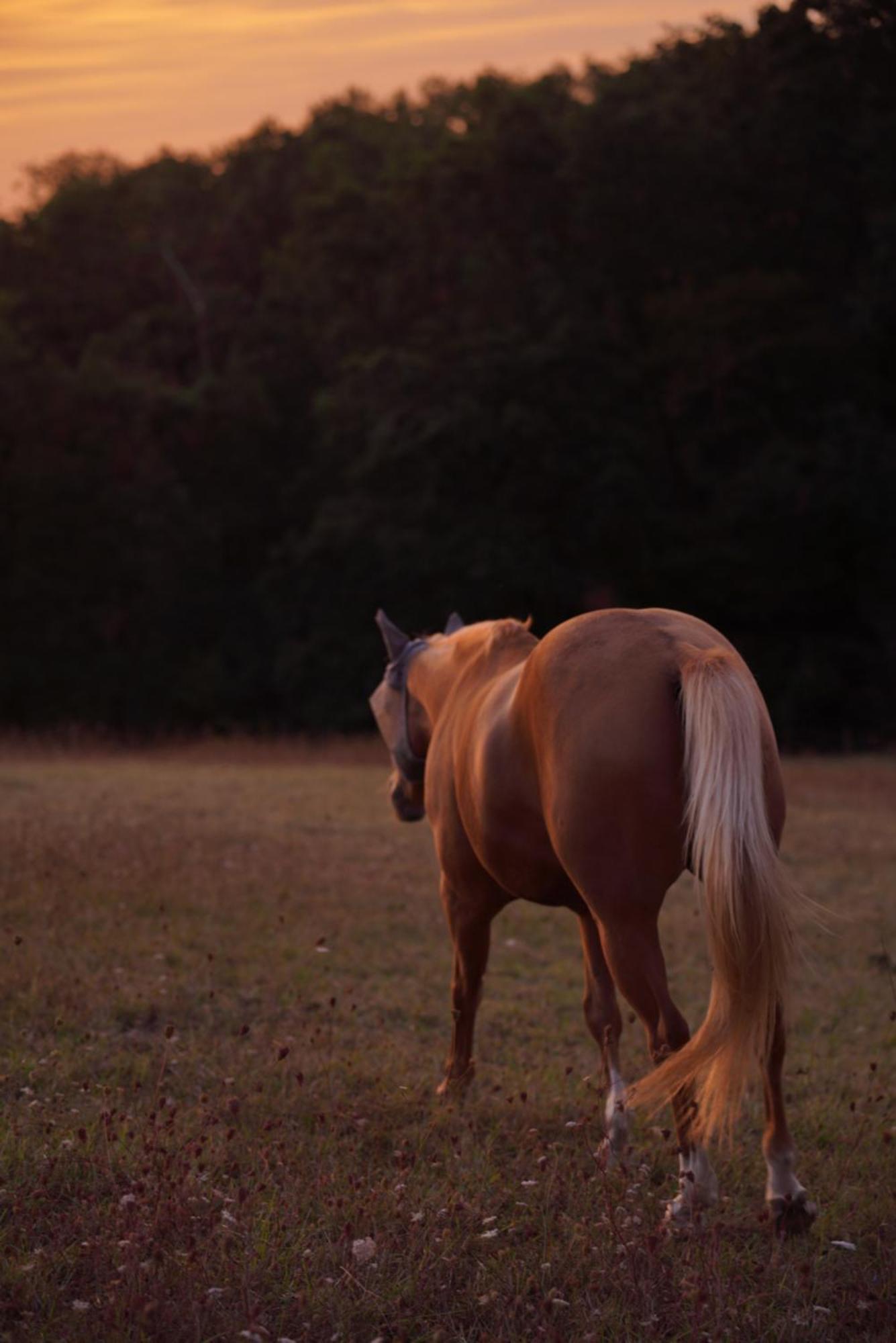 Logement Entier De Charme, Gite Equestre Gers Flamarens المظهر الخارجي الصورة