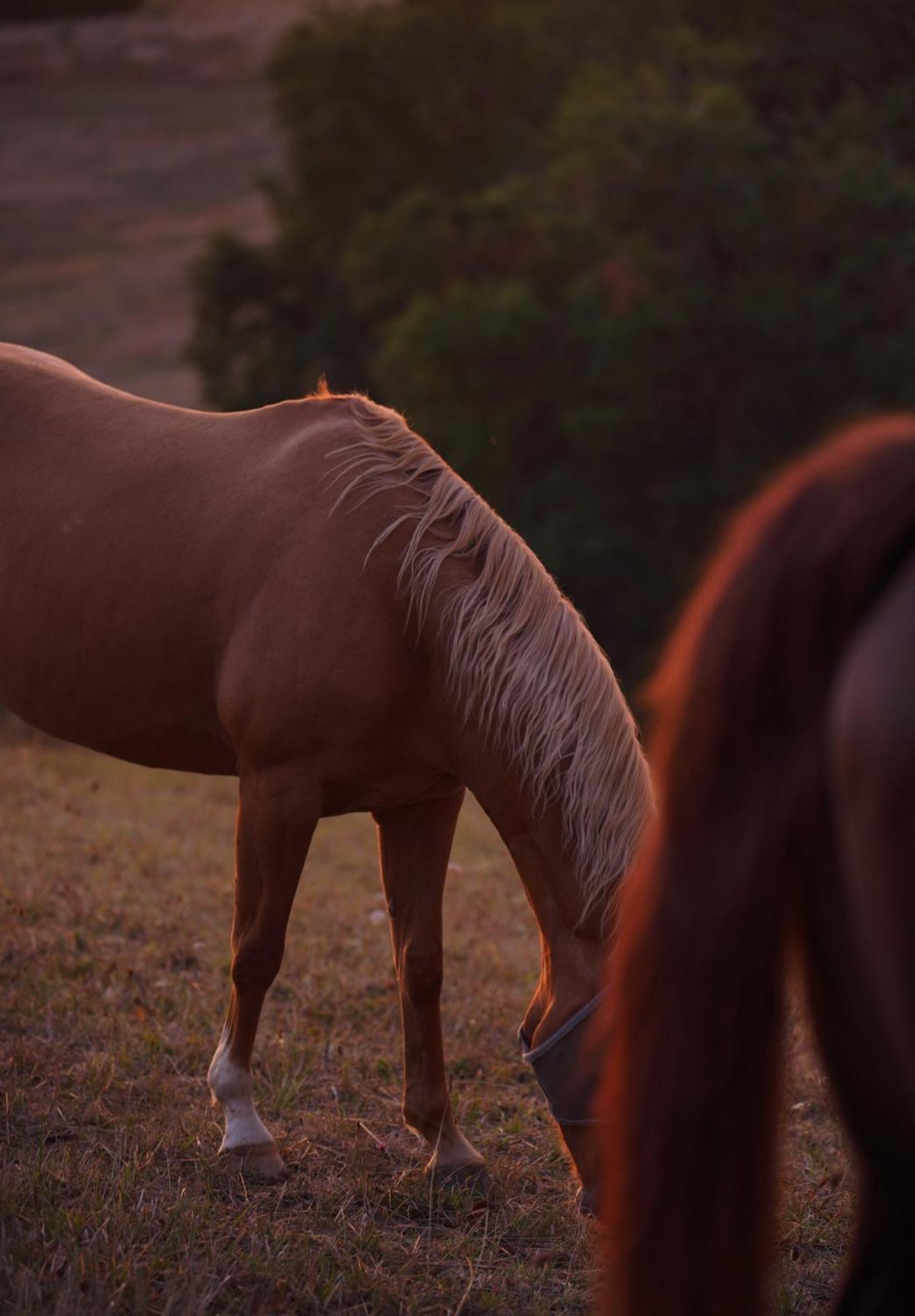 Logement Entier De Charme, Gite Equestre Gers Flamarens المظهر الخارجي الصورة