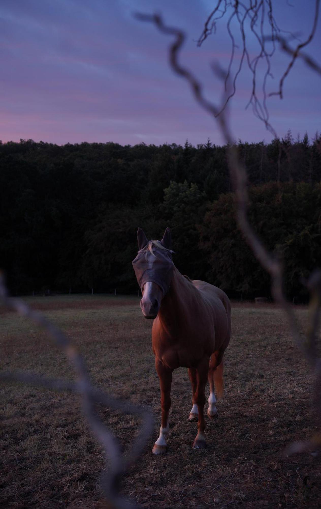 Logement Entier De Charme, Gite Equestre Gers Flamarens المظهر الخارجي الصورة