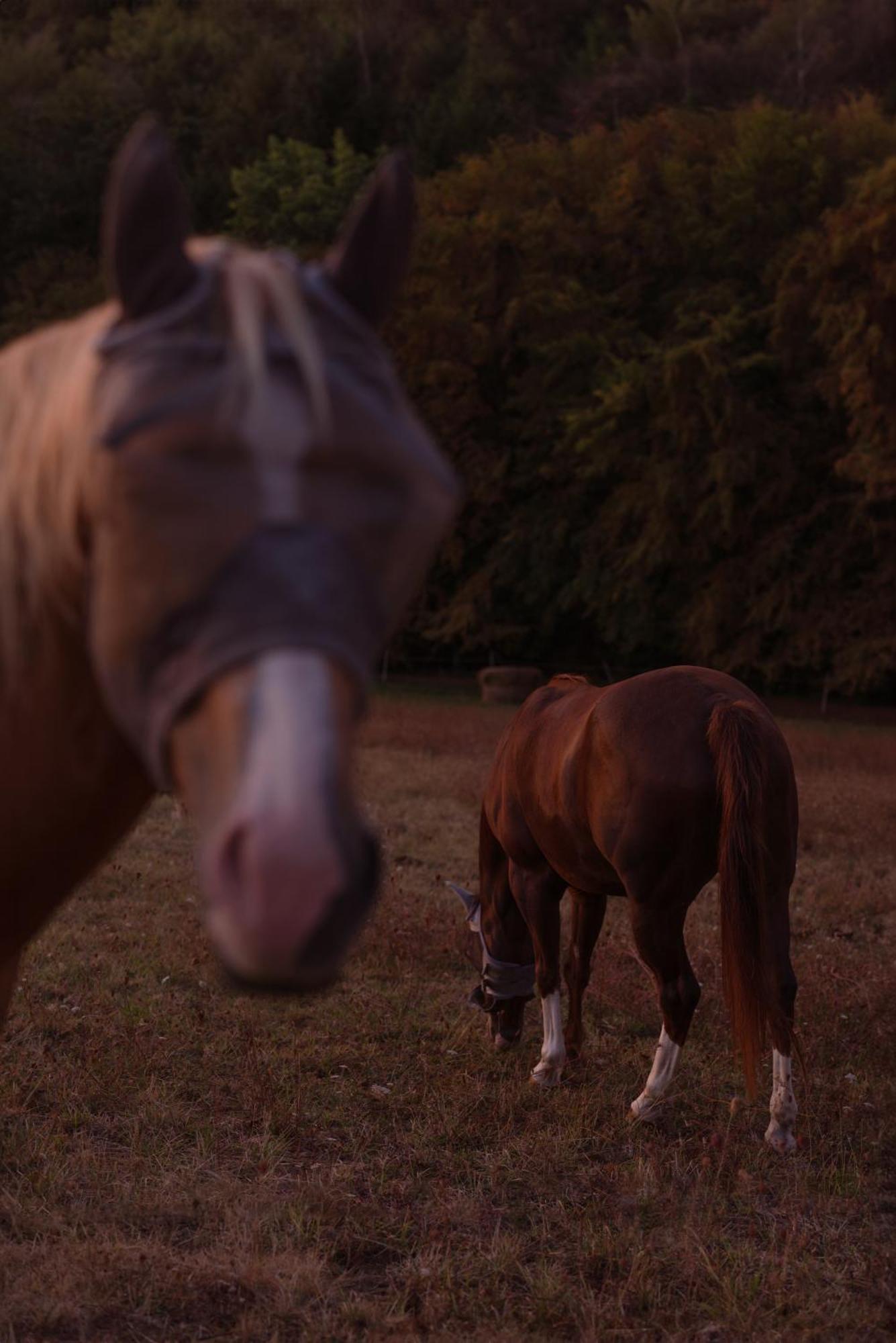 Logement Entier De Charme, Gite Equestre Gers Flamarens المظهر الخارجي الصورة
