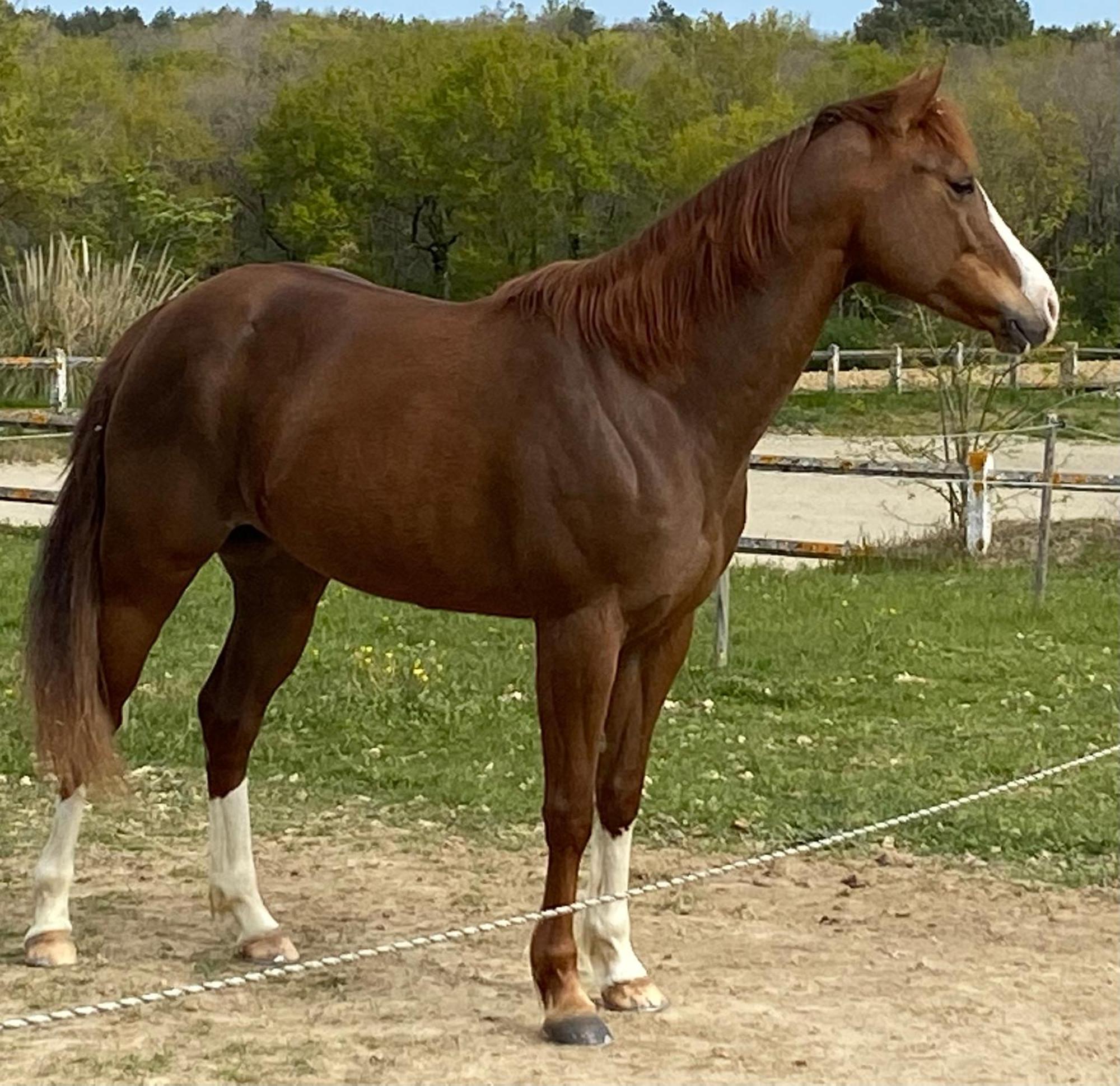 Logement Entier De Charme, Gite Equestre Gers Flamarens المظهر الخارجي الصورة